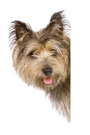 Terrier, small dog, dog breed personalities, dog breed characteristics
