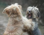 dog aggression, dog training
