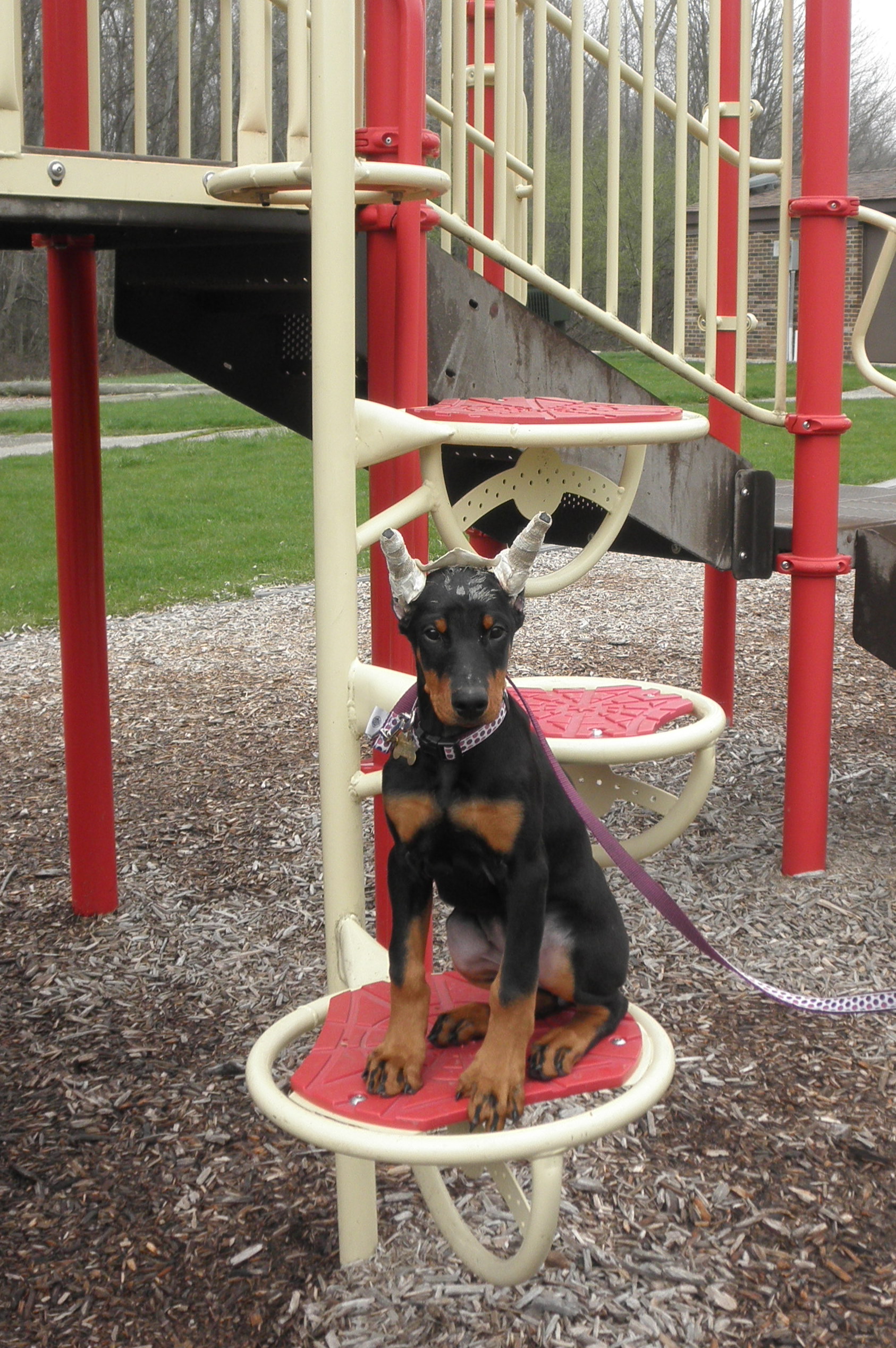 Doberman puppy doing sit stay place command