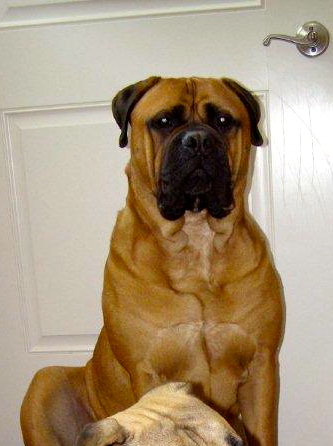 CRUISER, 150 lbs Mastiff